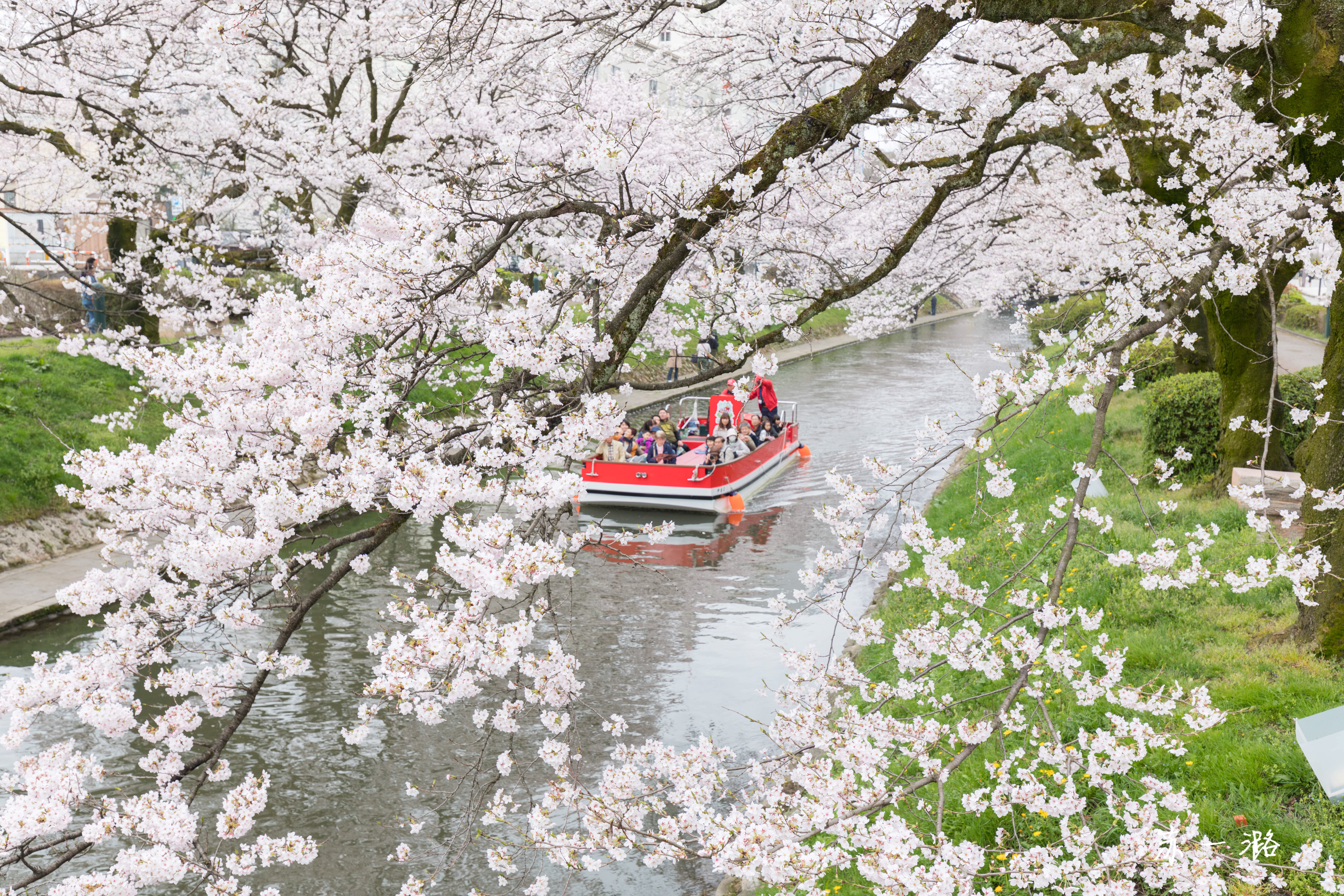 日本升龙道樱花之旅 名古屋 高山 白川乡 金泽 富山 日本 论坛 穷游网