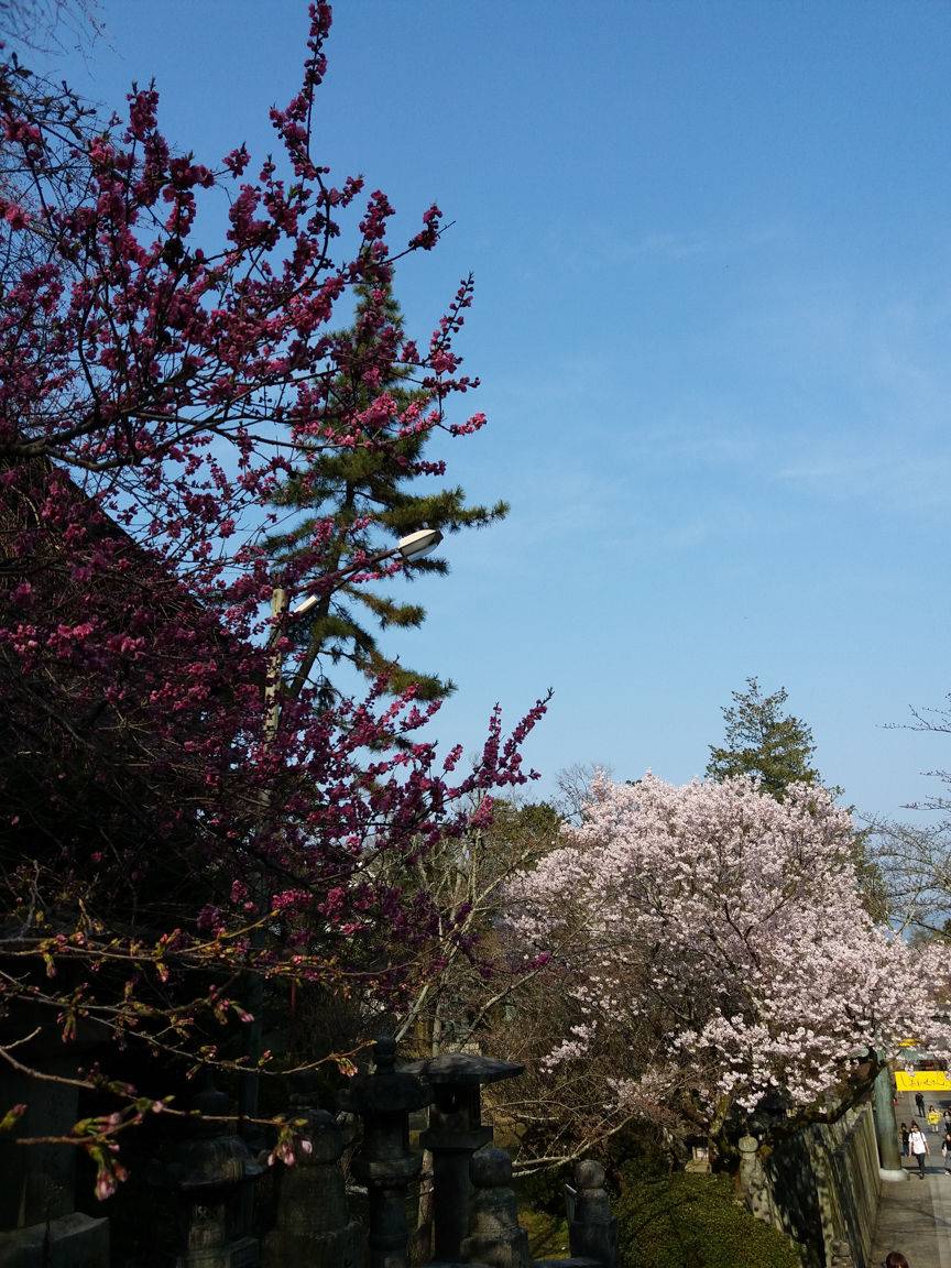 春之日本,千年一瞬樱花行 (京都+大阪+神户+高