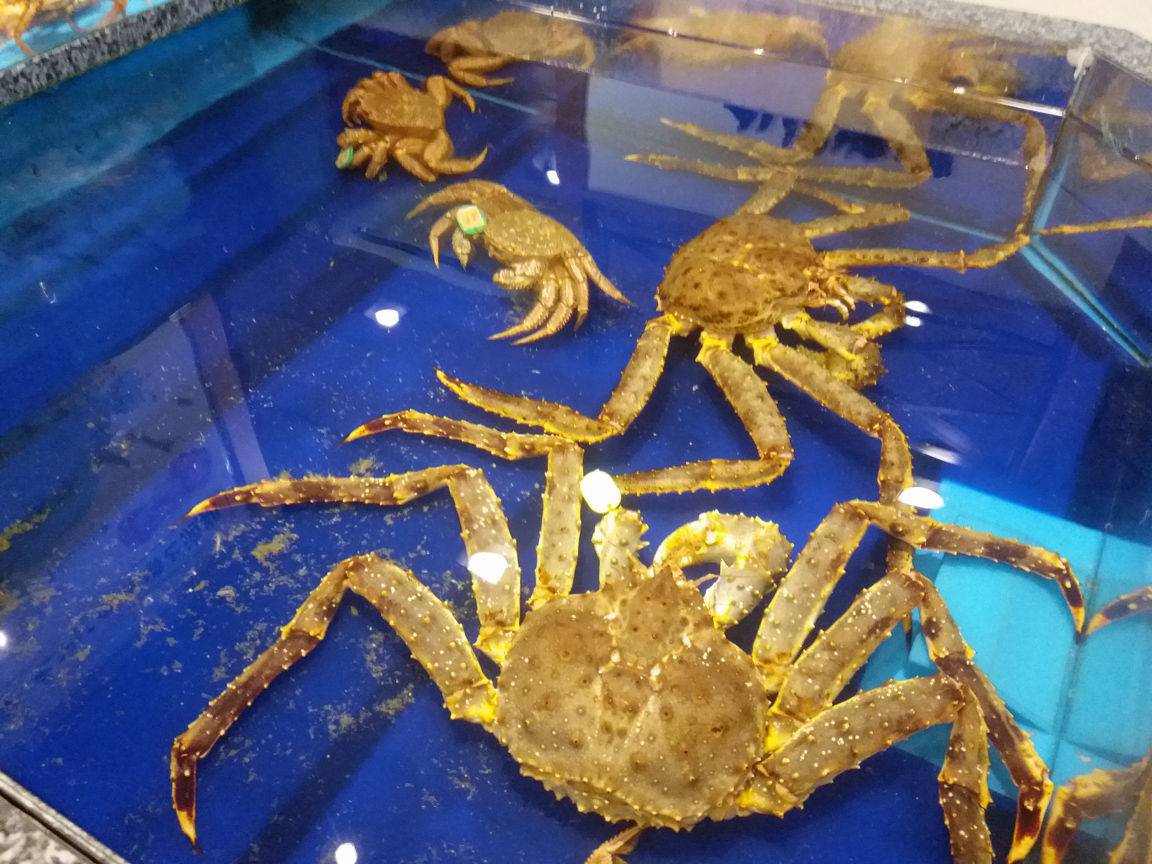 春之日本,千年一瞬樱花行 (京都+大阪+神户+高