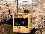 樱花季干货——京都深度赏樱路线