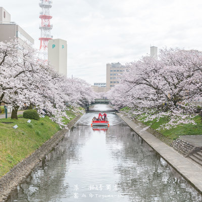 日本升龙道樱花之旅 名古屋 高山 白川乡 金泽 富山 日本 论坛 穷游网