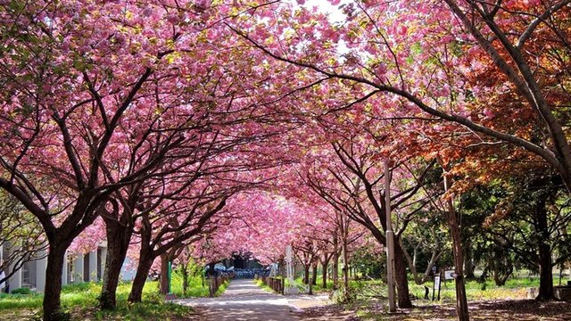 微锦囊 北海道 札幌樱花名所10选 穷游网 移动版