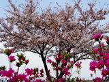 有一种初恋的小美好，叫春季和你在釜山——釜山镇海赏樱图