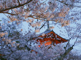 樱色满园关不住——记一次快走慢游的京都赏樱之旅