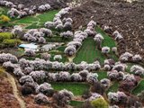 【与西藏，只差一树桃花】春上林芝、云中波密、百里桃花自驾游记及攻略