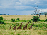 塞伦盖蒂-人、自然、生活。（献给选择困难朋友们的坦桑尼亚11日Safari+桑岛游记）