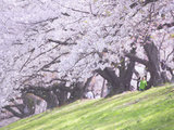 京都の樱，樱花季的尾巴，遇见的那些樱吹雪。2018关西（京都，背割堤，奈良，吉野山）追樱+和服攻略+三嵨亭预定，持续更新