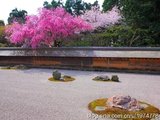 去“乔布斯”最爱的庭院参禅打坐—2018关西行京都龙安寺