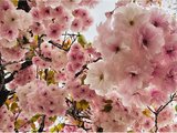 【日本关西】抓住春天的尾巴-游京都、奈良、大阪-追寻晚樱的踪迹