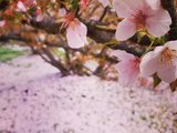 2018京都滋贺樱花散步手账（满开一周后也能见到超棒的樱花！）