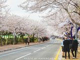 韩国|首尔釜山，追逐一场随遇而安的樱花雨