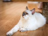 向往的生活——普吉岛撸猫躺尸三四天