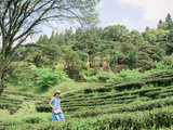 台湾北部一日游 | 鸢山、熊空茶园 : 立春之际，散步在茶香缭绕的绿意里