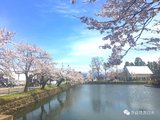 米泽城下春意浓，松岬公园樱花开