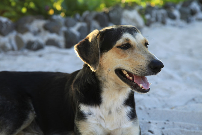 斐济外岛自由行小小心得