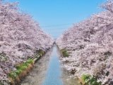 桜の季❀関東小城お花見——銚子，幸手，伊東，不一样の色彩（附三城与东京交通详解）