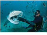 国庆斐济看徒手喂鲨鱼、汤加观鲸