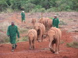 去内罗毕一定要去的一个地方---内罗毕小象孤儿院