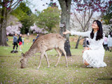 【老马识途】在京都骑车追逐满开の樱花，在奈良逗弄贪吃の小鹿(京都奈良六日人像旅拍+13楼樱花人像除去路人甲后期进阶课程)