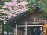 【完结+加精福利】周游日本 | 15种印象记录第一次北海道樱花季。樱花秘境+札幌美食锦囊+生蚝放题攻略+摄影技巧分享。