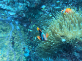菲律宾|帕米拉坎+薄荷岛（邦劳岛）攻略——浮潜、深潜和寻找海豚
