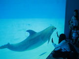 少女与海豚的奇妙友谊——名古屋港水族馆一日游攻略
