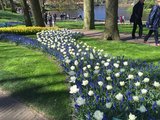 荷兰 - 植物考察+梵高之旅 -2017.4月