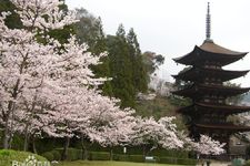 山口市公园 植物园推荐 山口市公园 植物园介绍 山口市公园 植物园攻略 穷游网