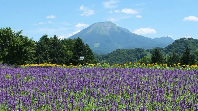 鸟取花回廊景点观光攻略 鸟取花回廊地址 鸟取花回廊门票查询预订 穷游网移动版