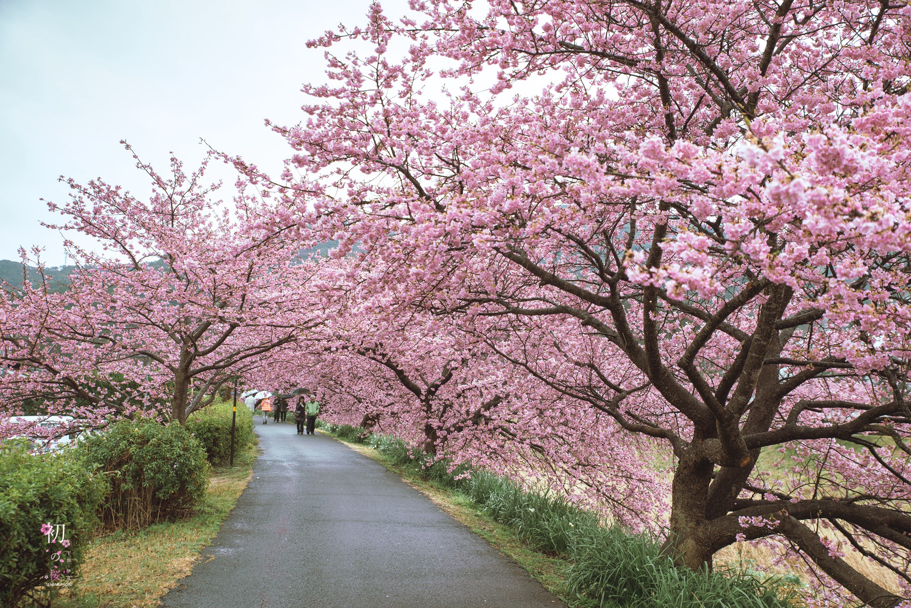 樱花树下 漫步在伊豆和关西 含春节伊豆赏早樱和京都 奈良 大阪 神户 有马 神户 姬路攻略 日本 旅行摄影 环游亚洲