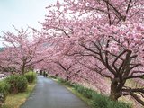 樱花树下——漫步在伊豆和关西（含春节伊豆赏早樱和京都、奈良、大阪、神户、有马、神户 、 姬路攻略）