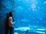 海洋迷们的福利清单|迪拜不容错过的两大水族馆(“失落的空间”水族馆、迪拜水族馆及水下动物园）