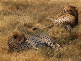 2012，我的肯尼亚safari记忆