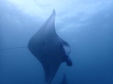 【潜入深海】巴厘岛的遗珠—NUSA Penida陆地海底巡游，Plus图兰奔潜到吐日志（更新ing）