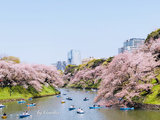 东京+镰仓必打卡去处-附樱花季成品图
