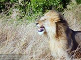 【桑巴森林看世界】狂野东非，热血追逐 - 那圆梦的23日（一年了，终于更新完毕！）
