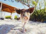 在巴哈马做一个精致的猪猪女孩