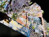 四月看樱花，一篇迟到的韩国游记思密达