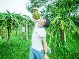 自驾马来西亚 | 怀念在水果农场捡榴莲吃的时光。