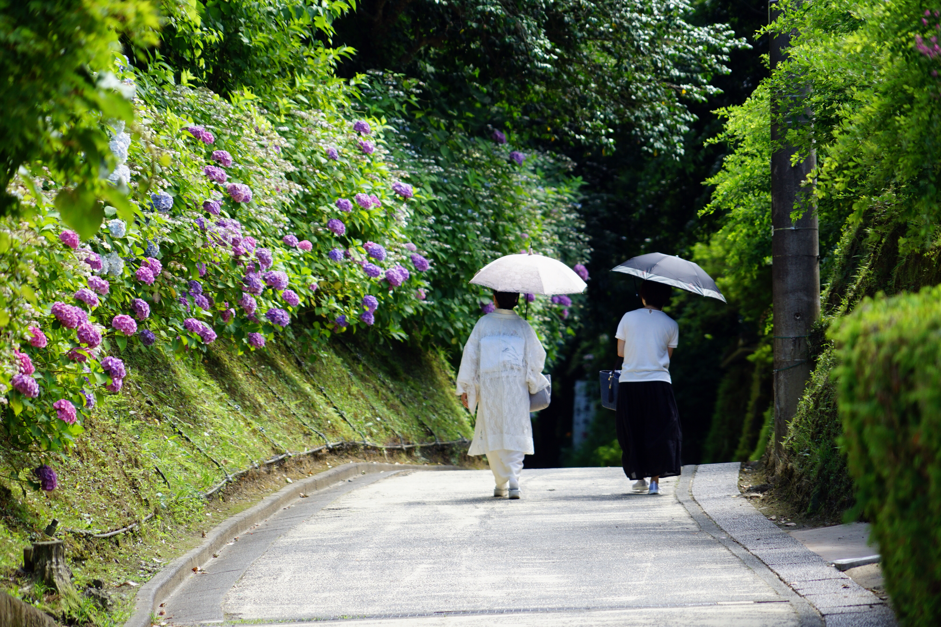 紫阳花季探镰仓 18年6月母女镰仓东京五日行摄记 日本 旅行摄影 论坛 穷游网