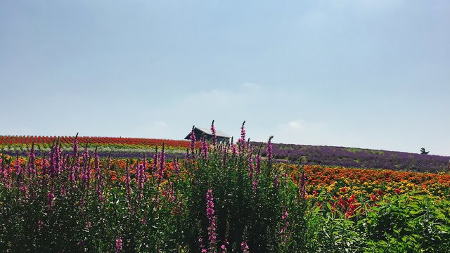 富良野熏衣草花田景点观光攻略 富良野熏衣草花田地址 富良野熏衣草花田门票查询预订 穷游网移动版