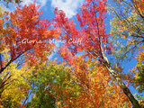 枫枫火火红红——加拿大东部秋季最美赏枫攻略
