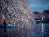 樱花季漫游，赏樱景点逛个遍（东京、仙台、山形、大阪、京都、吉野山）