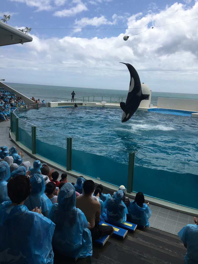 日本大阪海游馆 名古屋水族馆 鸭川海洋世界哪个最有特点 最值得去 穷游问答