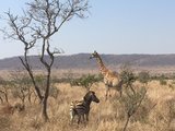 南非克鲁格国家公园，不可错过的Safari目的地