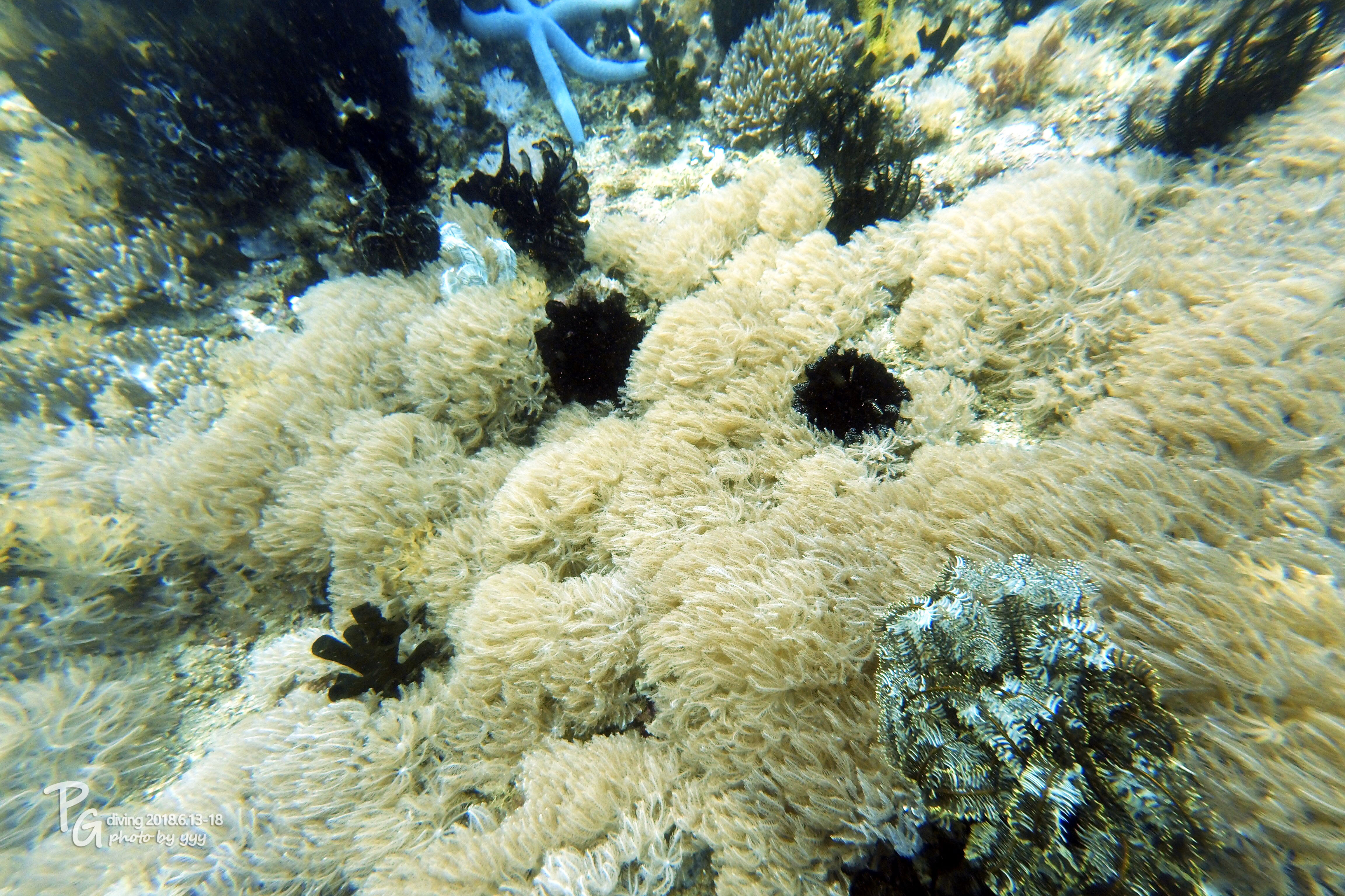 我要成为精华作者 那些被珊瑚包围的日子 首次pg刷瓶子之旅 菲律宾 潜水俱乐部 论坛 穷游网