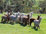 南澳SOFTFOOT羊驼农场游玩
