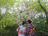 踩着樱花的尾巴，携老带幼游日本（大阪、京都、宇治、奈良8日游）