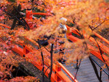 【日本关西红叶之旅】京都奈良大阪6日游记摄影视角