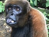 厄瓜多尔亚马逊丛林志愿者一周：动物饲养员养成记